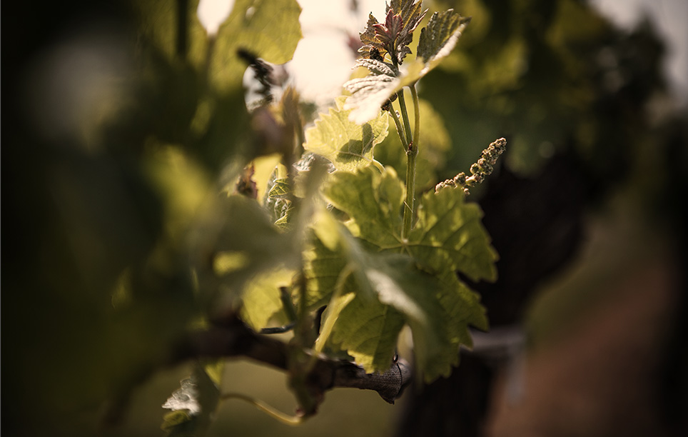 Vigne Château Domi-Cours